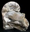 Hoploscaphites Nicolletii Ammonite #12102-1